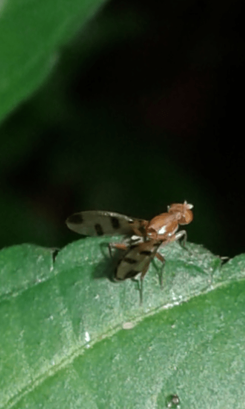 Opomyzidae : Geomyza sp.?  S�